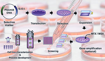 Stable Cell Line Development Services