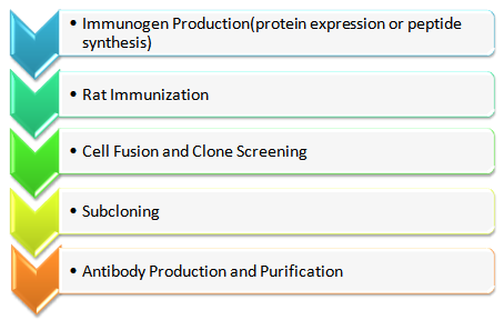 Rat Monoclonal Antibody Production