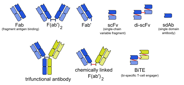 Recombinant Antibody Production