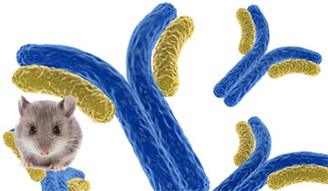 Mouse Monoclonal Antibody Production