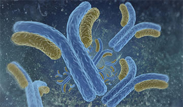 Recombinant Antibody Production