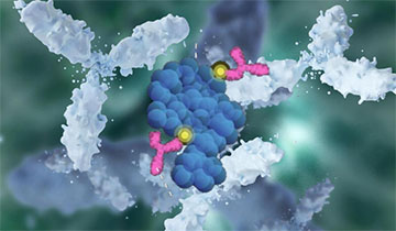 Phospho Antibody Production