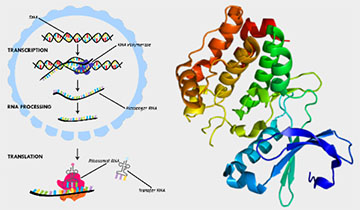 Large scale protein production