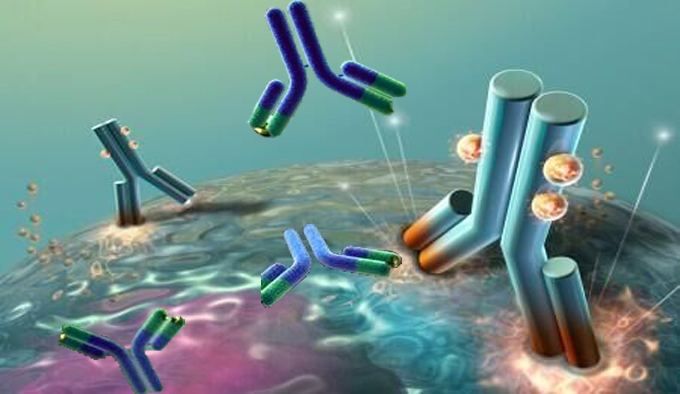 Primary Antibodies