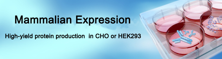 Mammalian Expression Services