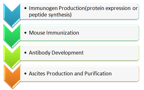 Mouse Monoclonal Antibody Production