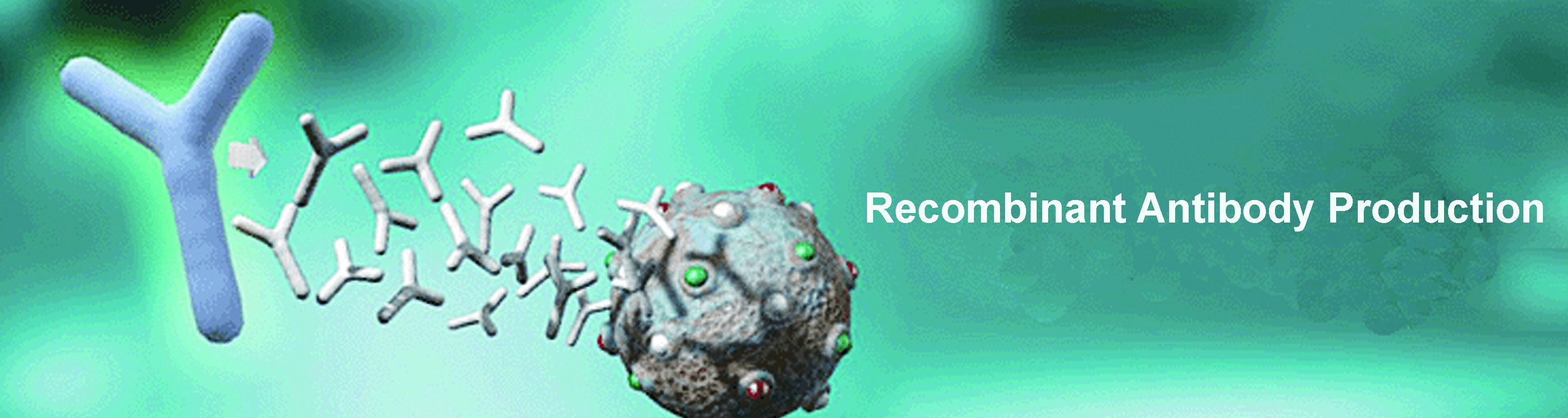 Recombinant Antibody Production