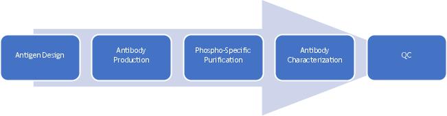 Phospho Antibody Production